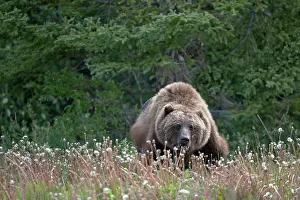 Yukon: Grizzly Bear