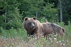 Yukon: Grizzly Bear