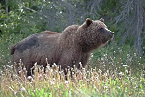 Yukon: Grizzly Bear