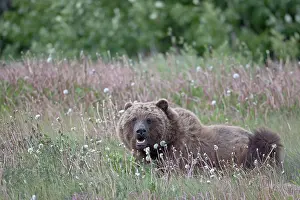 Yukon: Grizzly Bear