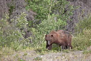 Yukon: Grizzly Bear
