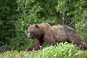 Yukon: Grizzly Bear