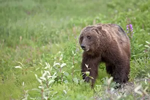 Yukon: Grizzly Bear