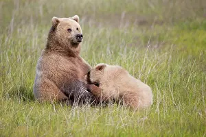 Inlet: Grizzly Bear