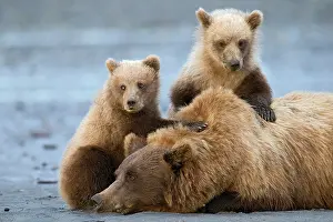 Omnivores: Grizzly Bear