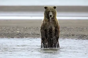 Waist: Grizzly Bear