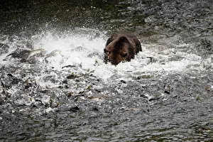 Escape: Grizzly Bear