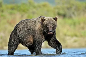 Kinak: Grizzly Bear