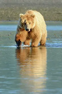 Katmai: Grizzly Bear