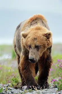 Katmai: Grizzly Bear