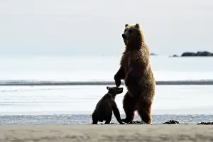 Katmai: Grizzly Bear