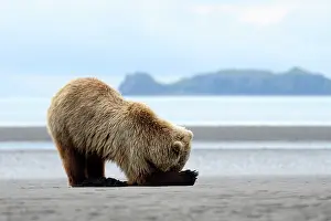 Digging: Grizzly Bear