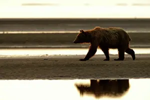 Katmai: Grizzly Bear