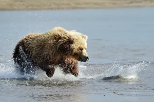 Katmai: Grizzly Bear