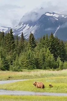 Inlet: Grizzly Bear
