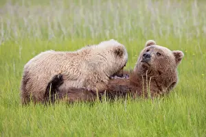 Inlet: Grizzly Bear