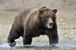 Katmai: Grizzly Bear