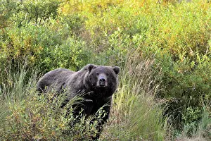 Katmai: Grizzly Bear