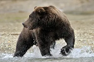 Katmai: Grizzly Bear