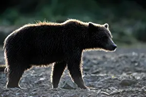 Katmai: Grizzly Bear