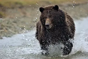 Splashing: Grizzly Bear
