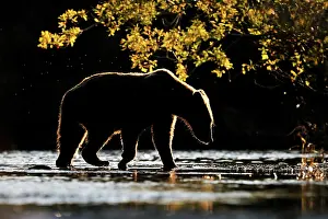Katmai: Grizzly Bear