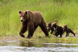 Arctos: Grizzly Bear