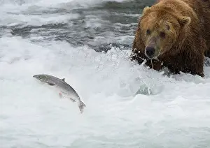 Brooks: Grizzly Bear