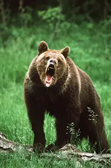 Grizzly: GRIZZLY BEAR - AGGRESSIVE