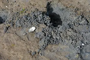 Marks: Grizzly Bear - beach showing marks where bear has