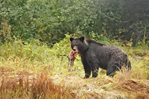 Salmons: Grizzly bear - carrying salmon in mouth