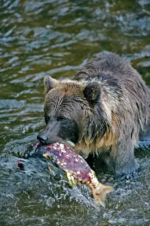 Salmons: Grizzly Bear - catching salmon in Babine River