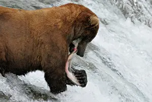 Salmons: Grizzly Bear - catching salmon in river