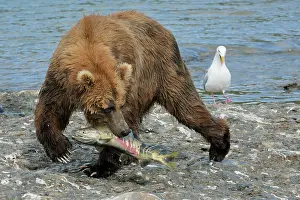 Salmons: Grizzly Bear - catching salmon in river