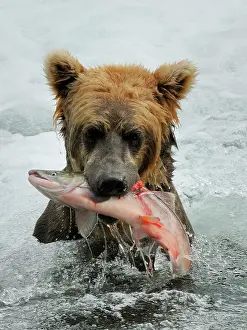 Salmons: Grizzly Bear - catching salmon in river
