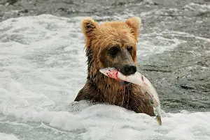 Salmons: Grizzly Bear - catching salmon in river