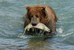 Salmons: Grizzly Bear - catching salmon in river
