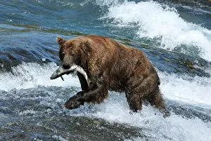 Salmons: Grizzly Bear - catching salmon in river