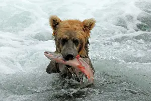 Salmons: Grizzly Bear - catching salmon from river