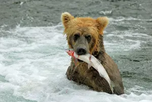 Salmons: Grizzly Bear - catching salmon from river