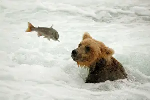 Salmons: Grizzly Bear - catching salmon from river