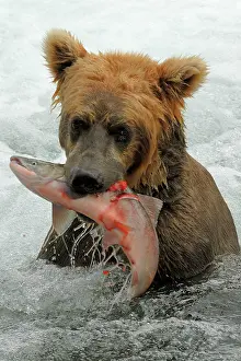 Salmons: Grizzly Bear - catching salmon from river