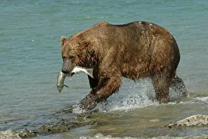 Salmons: Grizzly Bear - catching salmon from river