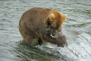 Salmons: Grizzly Bear - catching salmon from river