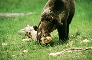 Gnawing: Grizzly BEAR - chewing wood