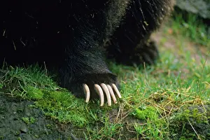 Nails: Grizzly bear claws