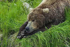 Horribilis: Grizzly Bear - Close up of Grizzly Bear laying in