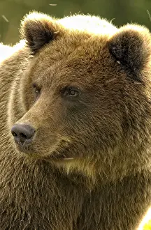 Clark: Grizzly Bear - Close up of Grizzly Bear - North