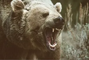 Noses: GRIZZLY BEAR - close-up of head, roaring