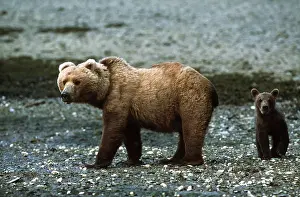 Grizzly: GRIZZLY BEAR and cub